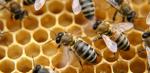 Обзор современных высокоэффективных БАД на основе продуктов пчеловодства