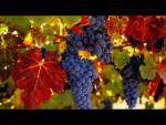 Виноградные экстракты для поддержания здоровья сосудов